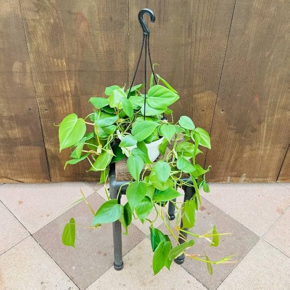 フィロデンドロン コブラ 吊り鉢 4 PLANCHU 観葉植物 フィロデンドロン グロリアス 4号吊り鉢 育て